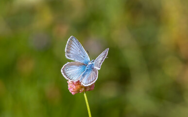 blue butterfly drying its wings

