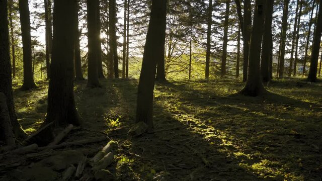 Beim sonnigen Wetter im Wald die Natur genie&szlig;en.