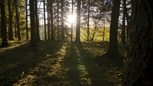 Beim sonnigen Wetter im Wald die Natur genie&szlig;en.