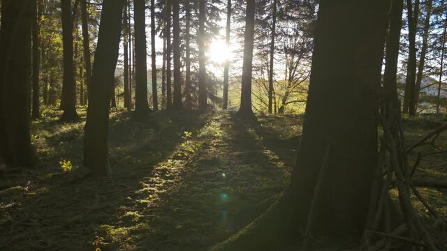 Beim sonnigen Wetter im Wald die Natur genie&szlig;en.
