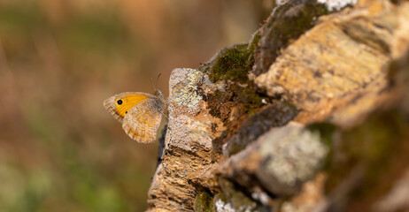 brown butterfly set on stone, Hyponephele lupina