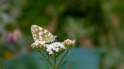 butterfly in yellow and white colors landing on a white flower, Pontia edusa