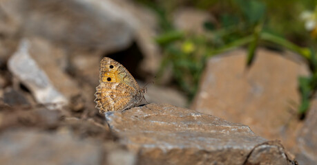 big brown butterfly landing on stone, Pseudochazara mniszechii