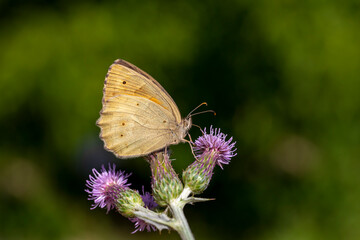 arge butterfly feeding on spiky purple flower, Esperarge clymene