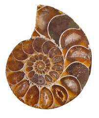 dark brown ammonite spiral on white