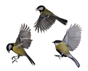 flying three yellow tits on white background