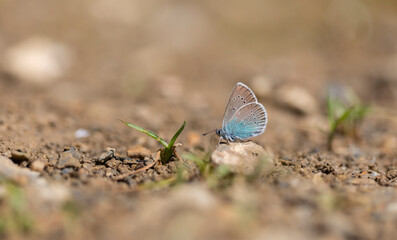 blue butterfly picking up minerals from the ground, Polyommatus coelestinus	