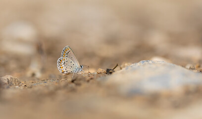 little brown butterfly picking up minerals from the ground, Plebejus carmon