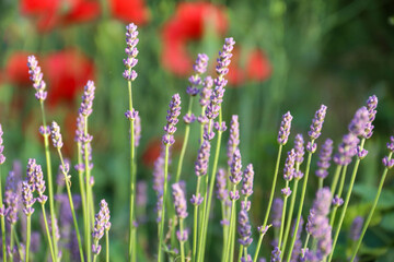 Purple lavender flowers with soft light effect for your floral background. Pastel lavender flowers for your cover or poster template. Abstract background with fragrant herbs in Provence.