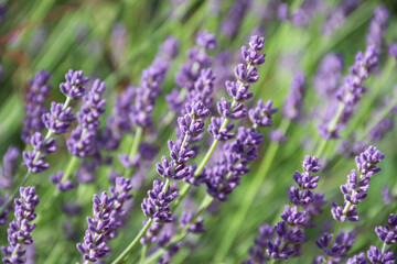 Purple lavender flowers with soft light effect for your floral background. Pastel lavender flowers for your cover or poster template. Abstract background with fragrant herbs in Provence.