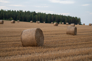 Strohballen auf dem Feld