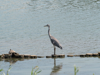 Great blue heron stands on a tree trunk in the water, looking ahead