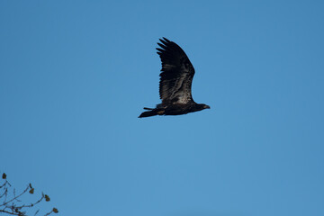 eagle in flight