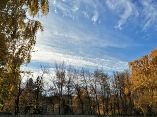 autumn landscape with trees