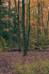 Colorful autumn in the forest.