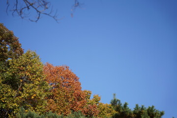 호수, 공원, 단풍