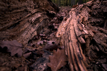 Colorful autumn in the forest.