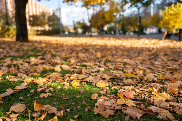 Multi Colored maple leaves lie on the grass. Autumn park. Background group autumn orange leaves. Up of fallen leaves of wet autumn leaves. Outdoor. Colorful background image of fallen autumn leaves