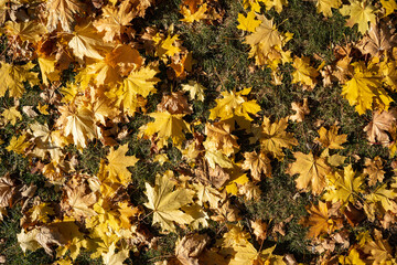 Multi Colored maple leaves lie on the grass. Autumn park. Background group autumn orange leaves. Up of fallen leaves of wet autumn leaves. Outdoor. Colorful background image of fallen autumn leaves