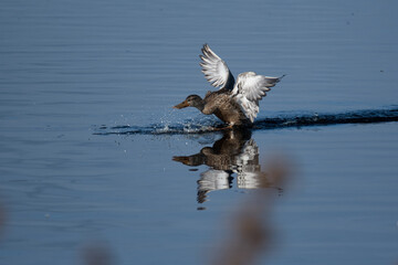 Northern Shoveler  landing in water