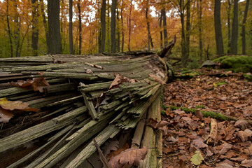 Colorful autumn in the forest.