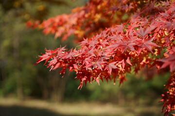 단풍, 붉은, 노랑색, 가을