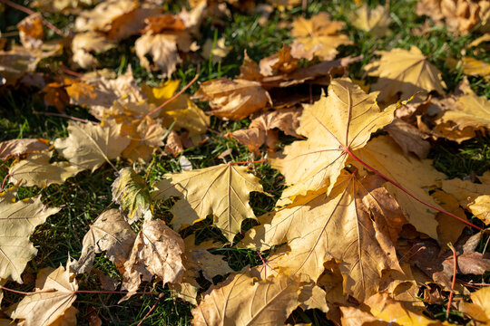 Multi Colored maple leaves lie on the grass. Autumn park. Background group autumn orange leaves. Up of fallen leaves of wet autumn leaves. Outdoor. Colorful background image of fallen autumn leaves