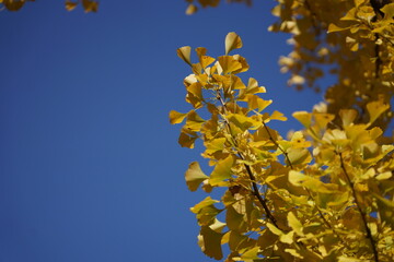 단풍, 노란색, 가을, 풍경