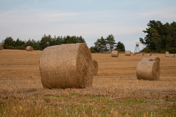 Fototapeta premium Strohballen auf dem Feld
