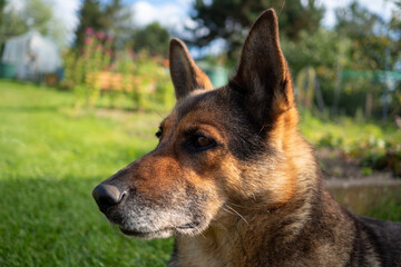 Deutscher Schäferhund