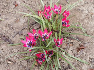 (Tulipa humilis) Wildtulpe 'Little Beauty' mit lila Blüten, blauen Herzen, das weiß umrandet ist...