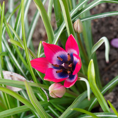 Wildtulpe 'Little Beauty violett' (Tulipa humilis). Karminrot Blüten mit einem kobaltblauen und...