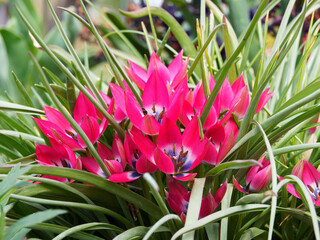 Tulipa humilis 'Little Beauty' | Wildtulpe mit dunkel-violettrosa Blütenfarbe. Blauem und weiss...