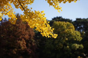 단풍, 노란색, 가을, 풍경