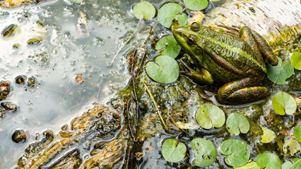 large frogs in the swamp on round green leaves. clos-up