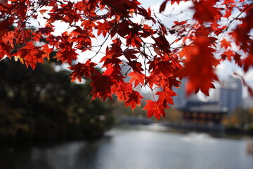 단풍, 붉은, 풍경, 호수