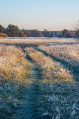 Autumn nature landscape. Colorful red foliage on branches of tree at meadow with hoarfrost on grass in the morning