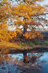 
Autumn landscape of nature. Colorful red foliage on the branches of a tree by the river in the early morning