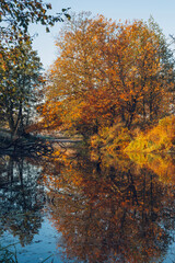 
Autumn landscape of nature. Colorful red foliage on the branches of a tree by the river in the early morning