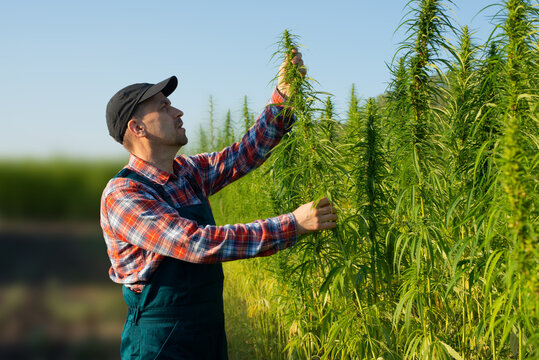 Caucasian middle aged male farmer checking industrial hemp stalks at field sunset time