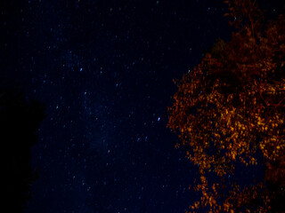 Stars in Dark Night Sky Landscape Autumn Background Milky Way in Forest Backdrop