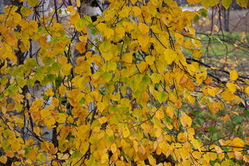 Golden Autumn Macro Birch Leaves Texture Landscape Yellow Green Nature Background Fall Backdrop © Kirill