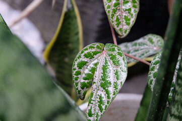 close up of a flower