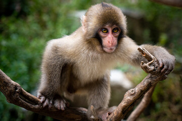 Japanese macaque - a beautiful animal