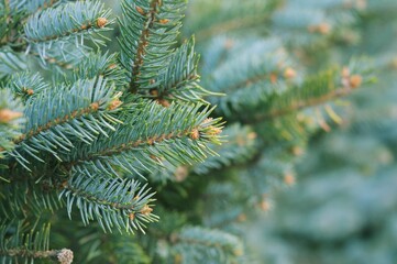 Christmas and 2022 New Year wallpaper or background. Green fir tree branch closeup photography