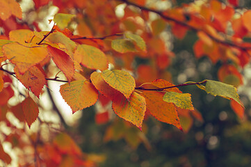 autumn leaves on a tree