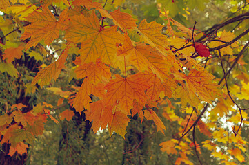 autumn leaves in the forest
