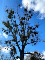 Ein außergewöhnlicher baum mit strahlenden Himmel im Hintergrund