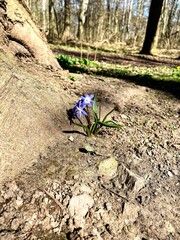 Eine alleinstehende Blume mitten im Wald