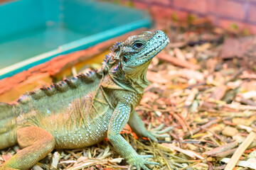 Beautiful iguana in the aviary. Keeping exotic animals at home.